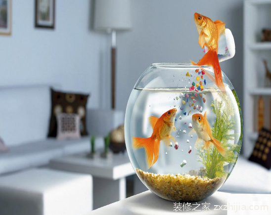 金鱼缸风水怎么看