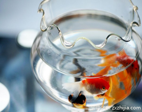 金鱼缸风水