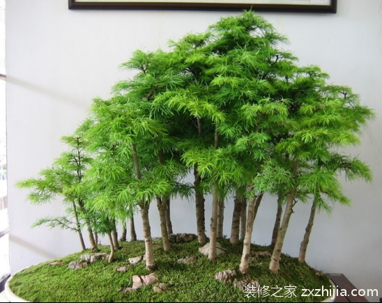 蓬莱松