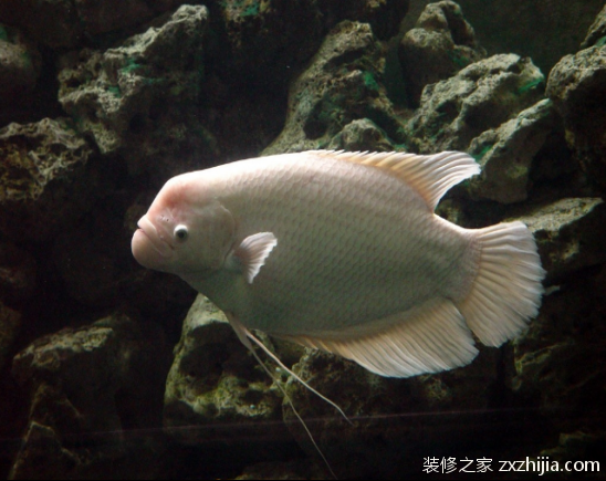招财鱼风水