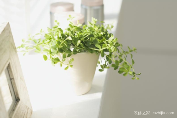客厅里放什么植物好