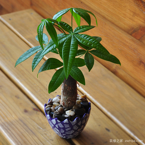 招财树与风水