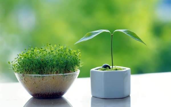 办公桌放什么开运植物
