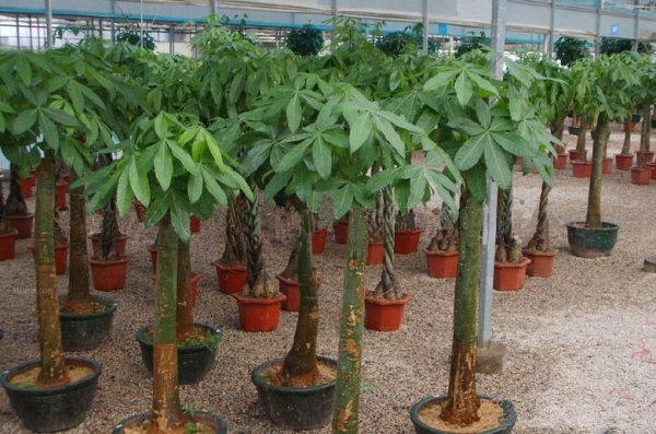 家居风水植物有哪些