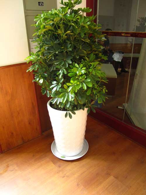 招财树摆放风水