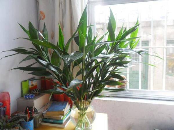 办公桌放什么开运植物