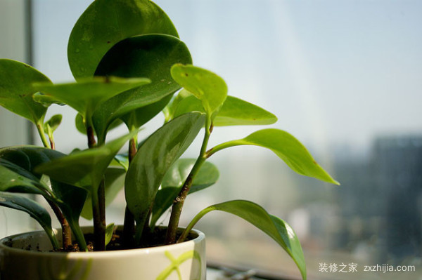绿植 绿植