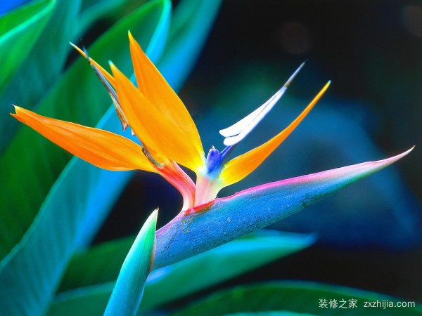 天堂鸟