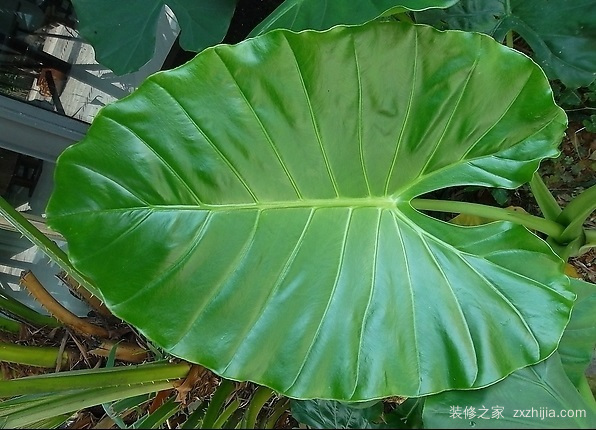 滴水观音 滴水观音