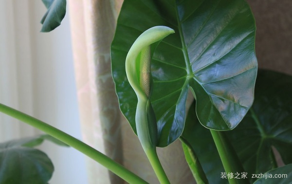 滴水观音