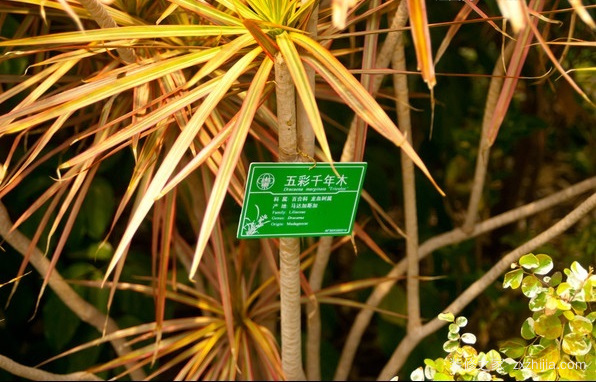 千年木