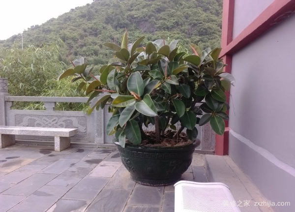 橡皮树