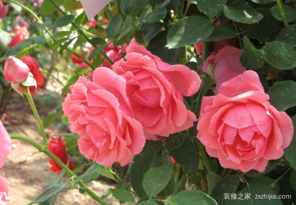 房屋装修 房屋装修