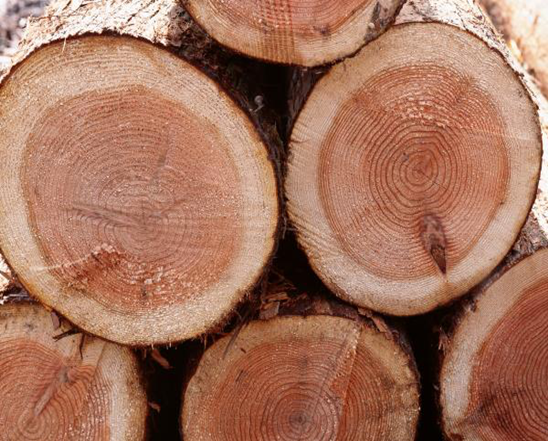 什么是木材含水率？
