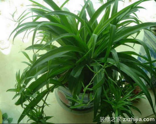 能够净化空气的室内植物有哪些