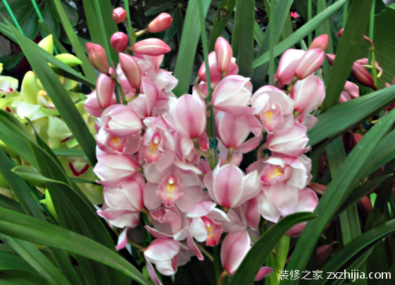 大花蕙兰