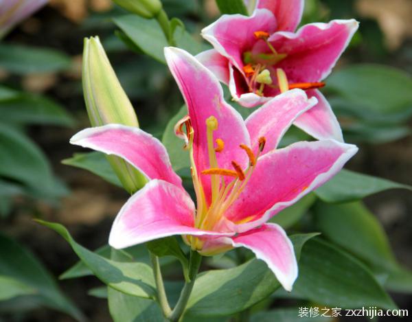 百合花