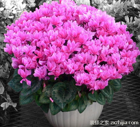 仙客来
