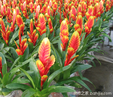 凤梨科花卉