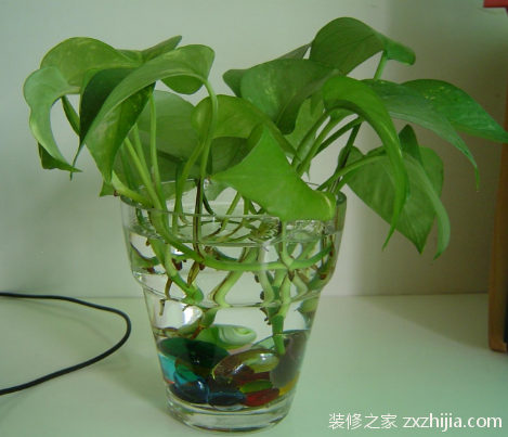 水培花卉