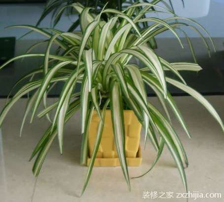 金心吊兰