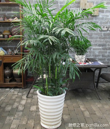 夏威夷椰子