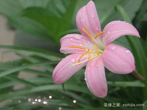 什么花适合放在卧室