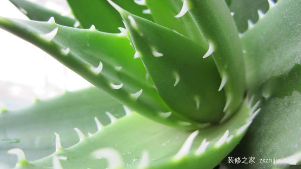 净化空气的室内植物
