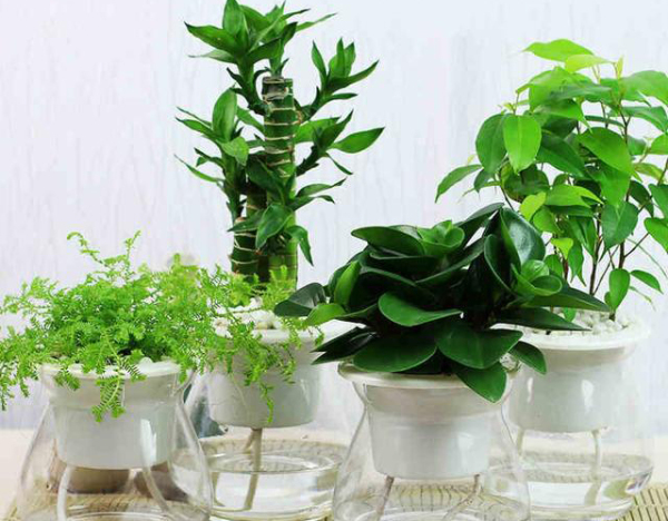 装修完房子放什么植物